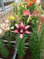 [5041 Thesiri No01.JPG]